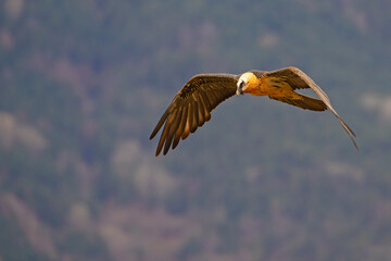 orłosęp, orłosęp brodaty (Gypaetus barbatus)