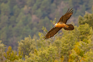 orłosęp, orłosęp brodaty (Gypaetus barbatus)