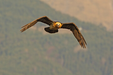 orłosęp, orłosęp brodaty (Gypaetus barbatus)