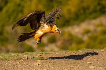 Obraz premium orłosęp, orłosęp brodaty (Gypaetus barbatus)