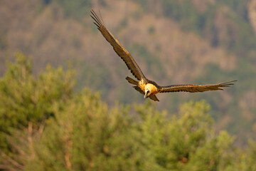orłosęp, orłosęp brodaty (Gypaetus barbatus)