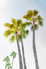 Fototapeta premium Summer Breeze, Where Palms Dance with Ease