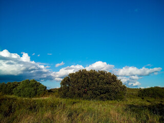 Beautiful landscape with the nature of Provence near la Fare les Oliviers.