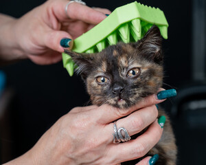 Woman brushing cute spotted kitten with silicone brush. 