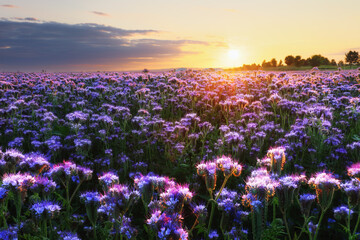 Beautiful and amazing of purple flower field landscape in sunset. Nature wallpaper background, Phacelia