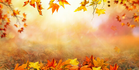 orange fall  leaves, autumn natural background with maple trees, autumnal landscape - 631753286