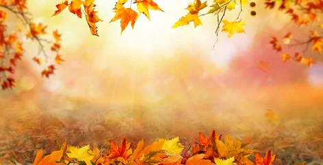 Zelfklevend Fotobehang orange fall  leaves, autumn natural background with maple trees, autumnal landscape © andreusK