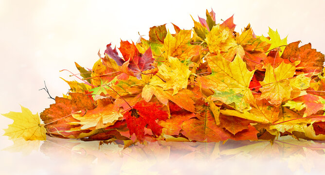 pile of orange fall  leaves, autumn natural background
