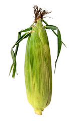 Corn in the skin on a white background. Cob of corn close up