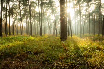 Glow of the sun in a foggy autumn forest, Chelm, Poland