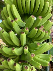 Close-up of a bunch of green bananas with raindrops on a plant