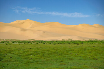 Khongor Sand Dunes in the Gobi Desert in Mongolia.