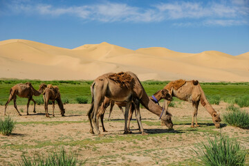 Camels in the Khongor Sand Dunes in the Gobi Desert in Mongolia. - 631756810