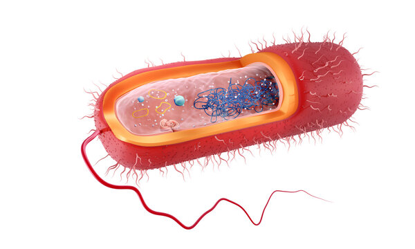 Anatomy of a Rod-shaped, Gram positive bacteria, cross section, 3d illustration