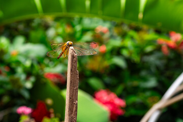 Front view of dragonfly perching on the stump.