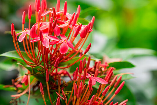Closeup scene of blooming red ixora flowers.