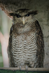 Barred Eagle-Owl