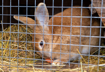 Rabbit in a cage on a farm. A farm for raising fur animals in captivity. Rabbit eat carrots
