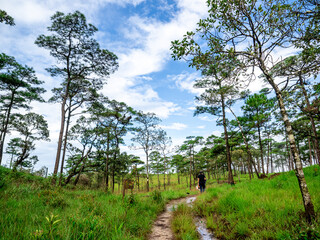 Uttaradit Province, Thailand - July, 24, 2023 : Scenic of Nature at Phu Soi Dao National Park,...
