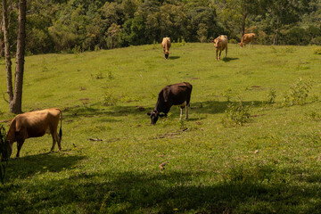 Cows grazing on green grass in sunny day.