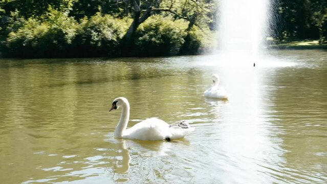 schwan see