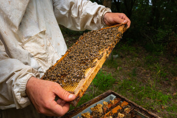 A honeycomb frame on the beekeeper's hands. Apiculture or honey production