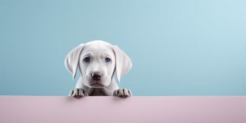 retrato cachorro de perro gris apareciendo por encima de una pared, invitación para fiesta de mascotas, perro con cara adorable  - obrazy, fototapety, plakaty