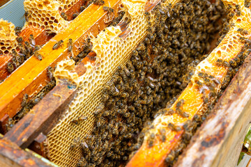 Apiculture or honey production background photo. Inside of a beehive