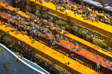 Beehive in focus. Honey production background photo. Bees in the hive