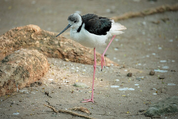 Black-winged stilt