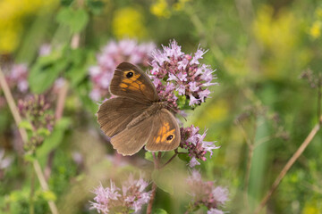 Kleines Wiesenvögelchen (Schmetterling)