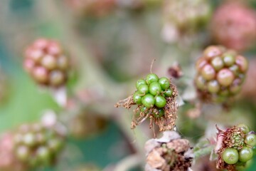 a bush of blackberries still unripe in a wood