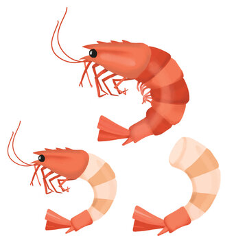 Collection boiled shrimp seefood on white background.