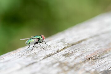 The common green bottle fly (Lucilia sericata) is a blowfly found in most areas of the world