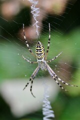 Argiope bruennichi (wasp spider) is a species of orb-web spider