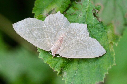 The common emerald (Hemithea aestivaria) is a moth of the family Geometridae
