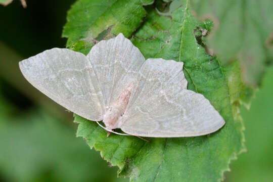 The common emerald (Hemithea aestivaria) is a moth of the family Geometridae