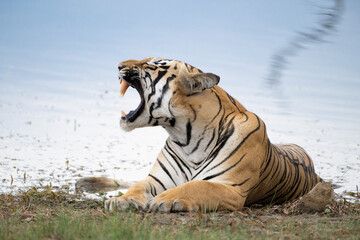 Fototapeta na wymiar Majestic yawn of Tiger named Taru sitting near the waterbody in its natural habitat of Tadoba Andhari National Park