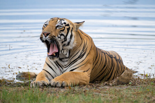 Majestic yawn of Tiger  named Taru sitting near the waterbody in its natural habitat of  Tadoba Andhari National Park
