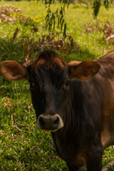 Cows on green grass in sunny day.
