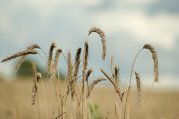 ears of grain crops against the blue sky