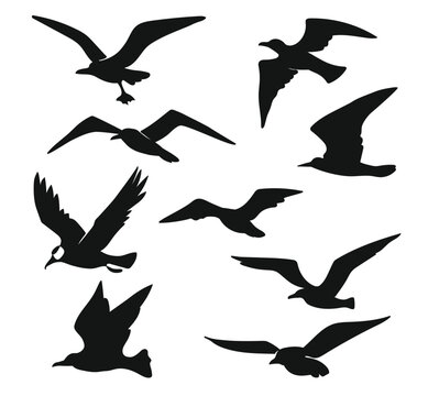 Black Silhouette of birds flying swallow dove isolated on white background