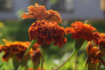 Tagetes flowers