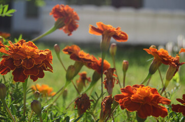 Marigolds