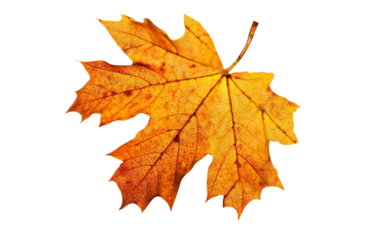 autumn yellow maple leaf, isolated