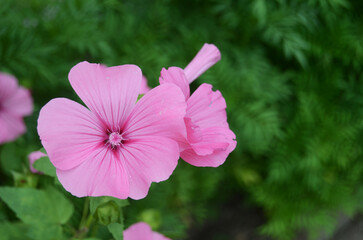 Violet flowers