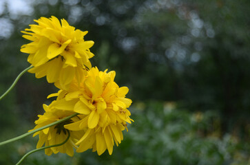 Beautiful yellow flowers.