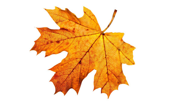 autumn yellow maple leaf, isolated