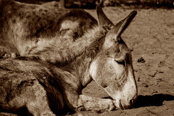burro - obrazy, fototapety, plakaty