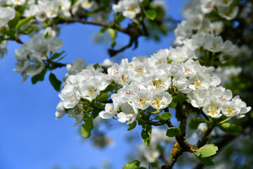Alter Birnbaum mit weißen Blüten